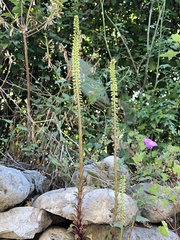 Umbilicus horizontalis