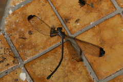 Psolodesmus mandarinus dorothea