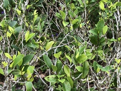 Magnolia figo