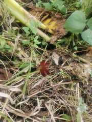 Neurothemis terminata