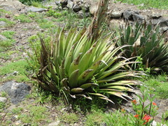Agave horrida perotensis
