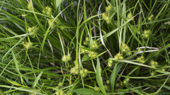 Carex flava