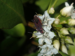 Leptocoris tagalicus