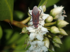 Leptocoris tagalicus