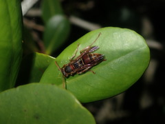 Polistes humilis humilis