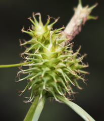 Carex flava