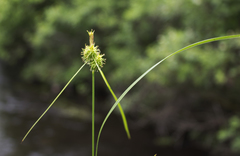 Carex flava