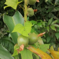 Alpinia hainanensis