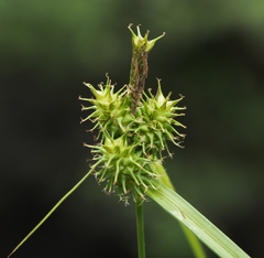 Carex flava