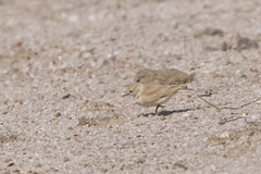 Ammomanopsis grayi grayi