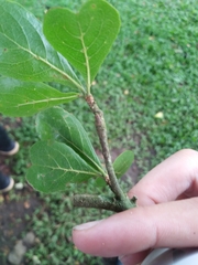 Terminalia buceras