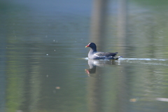 Gallinula chloropus