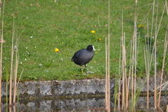 Fulica atra