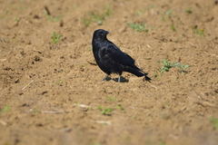 Corvus corone