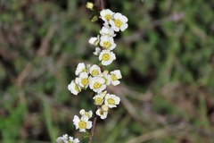 Spiraea hypericifolia