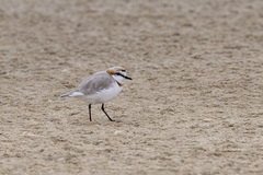 Charadrius pallidus pallidus