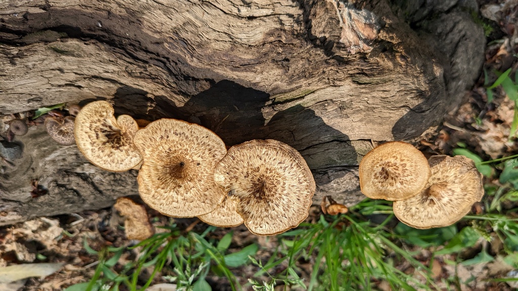 Lentinus arcularius · May 2022 · photo: © atsushi_nakajima_cirque (iNaturalist, cc-by)