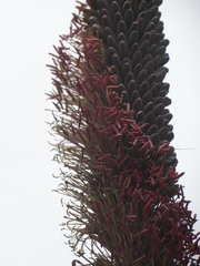 Agave horrida perotensis