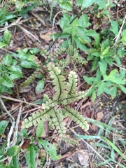 Adiantum flabellulatum