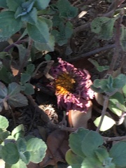 Chrysanthemum morifolium