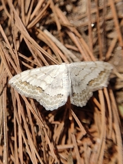 Scopula ornata