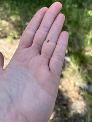 Liometopum occidentale