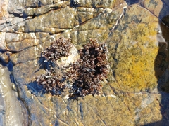 Gelidium pristoides