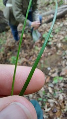 Festuca heterophylla