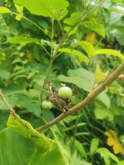 Solanum torvum