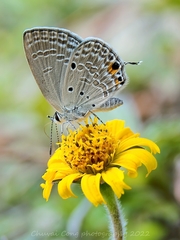 Luthrodes pandava