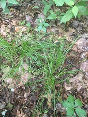 Carex rosea