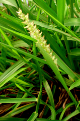 Cenchrus caliculatus