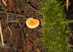 Lactifluus leonardii