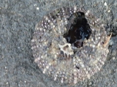 Heliocidaris erythrogramma