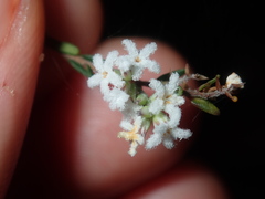 Leucopogon microphyllus