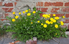 Taraxacum officinale