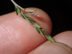 Leucopogon microphyllus