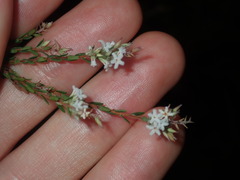 Leucopogon microphyllus