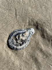 Scutellastra cochlear