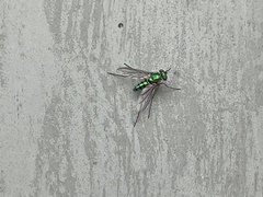 Chrysosoma leucopogon