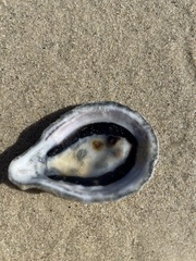 Scutellastra cochlear