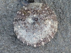 Heliocidaris erythrogramma