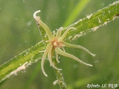 Paranemonia cinerea