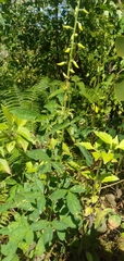 Crotalaria trichotoma