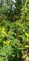 Crotalaria trichotoma