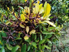 Garcinia oblongifolia