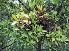 Garcinia oblongifolia