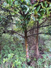 Garcinia oblongifolia