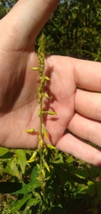 Crotalaria trichotoma