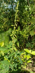 Crotalaria trichotoma